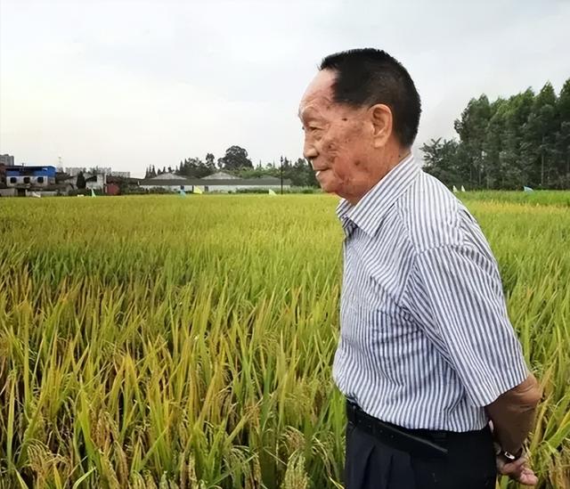 媒体,抹黑杂交稻危害远超一般谣言 媒体,抹黑杂交稻危害远超一般谣言