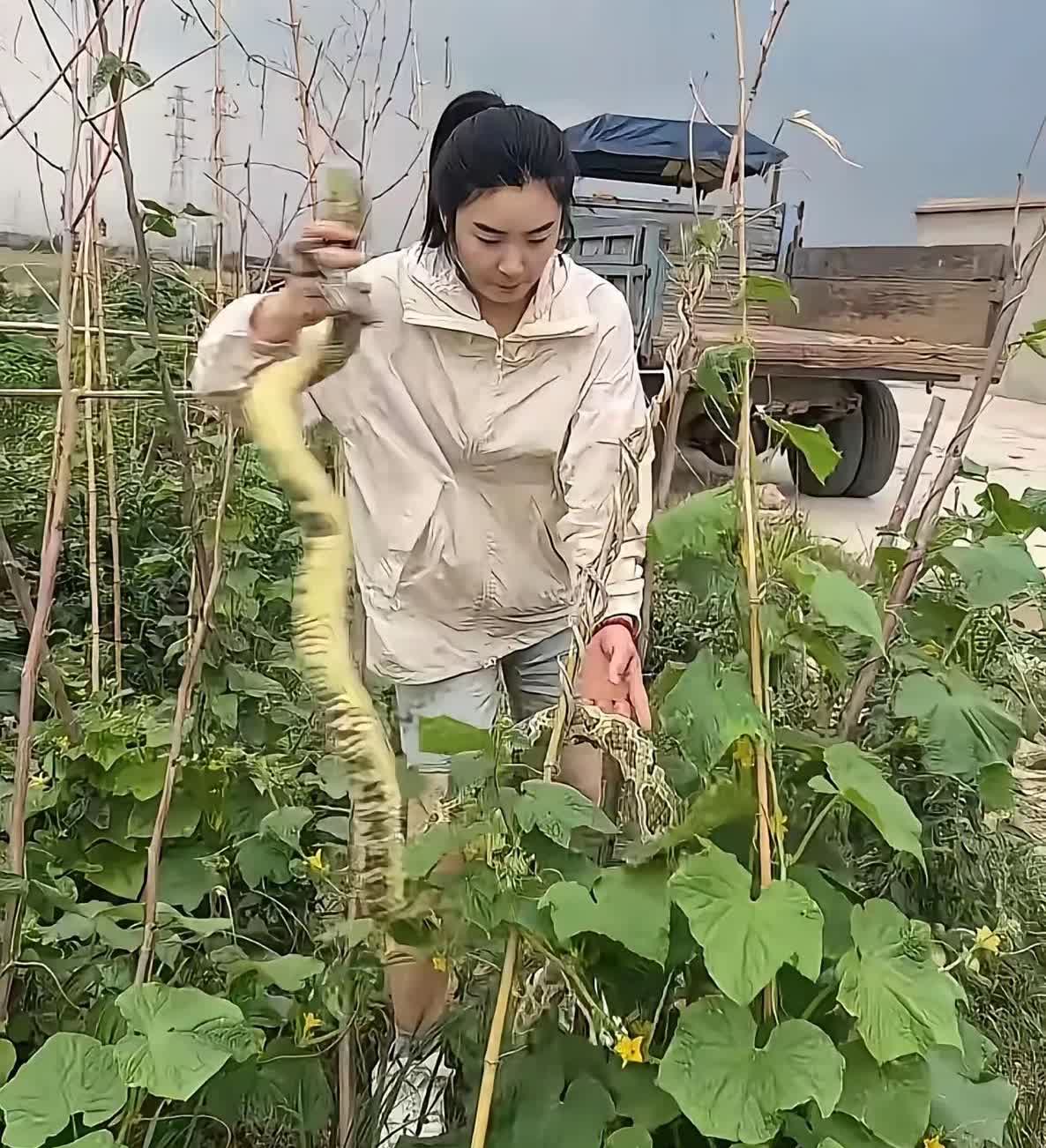 女子摘黄瓜的意外发现，藤蔓下的秘密