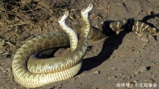 大叔田间休息与蛇四目相对，一场意外的自然邂逅
