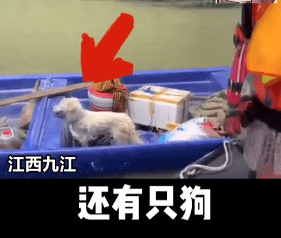 男子强忍抽筋，钻水救出被困狗狗一家