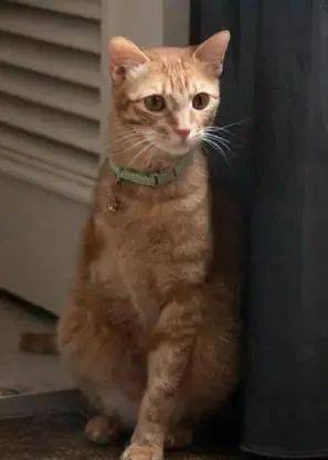 猫咪走失10小时，一场意外的流浪橘猫护送记
